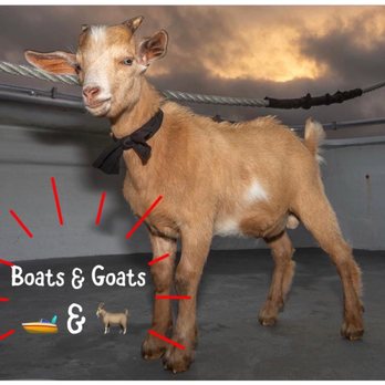 Fun With Goats - One of their activities: boats and goats - Attraction Farms Near Me - Moyock, North Carolina Fun With Goats - One of their activities: boats and goats - Attraction Farms Near Me - Moyock, North Carolina