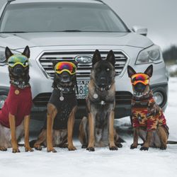Doglingual Canine Training