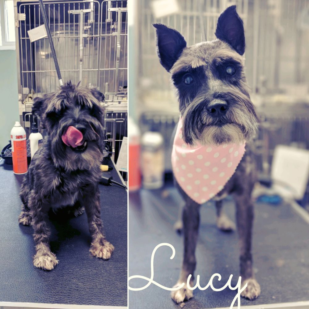 GROOMING BY MANDI AT ANIMAL MEDICAL & SURGICAL HOSPITAL Updated