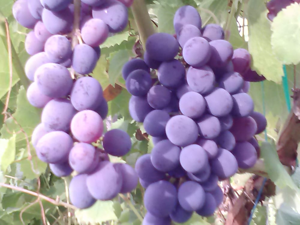Yamhalis Vineyard Logo