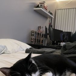 Baja Animal Sanctuary - Sleepy kitty