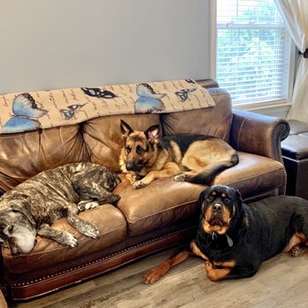 Buddy's Pet Resort - Ashes, Caesar and Hercules - Pet Training Near Me - Birdsboro, Pennsylvania