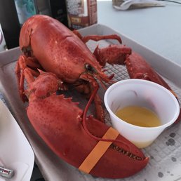 Lobster Lobster