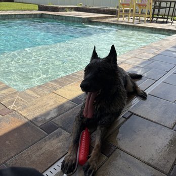 Dogwise Academy - Pet Training Near Me