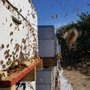 Photo of Bee Serious