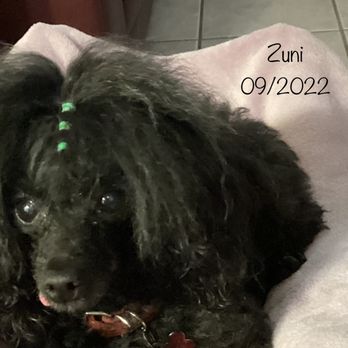 Scissors and Suds - Pet Groomers Near Me - San Antonio, Texas Scissors and Suds - Pet Groomers Near Me - San Antonio, Texas