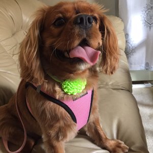 Pampered Paws on Yelp