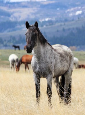 Deerwood Ranch Wild Horse EcoSanctuary by null