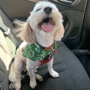 Splish Splash Wags - Pet Groomers Near Me - Long Beach, California