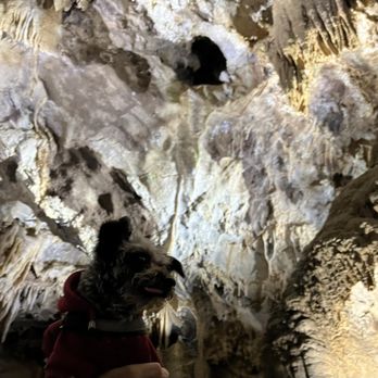 Lake Shasta Caverns - My dog in the caverns :) - Landmarks & Historical Buildings Near Me - Lakehead, California