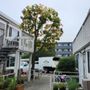 Greenview Tree Care