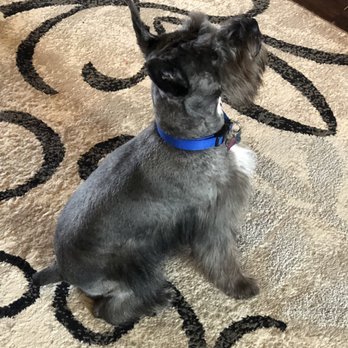 TLC Dog Grooming - Pet Groomers Near Me - Prairie Grove, Arkansas TLC Dog Grooming - Pet Groomers Near Me - Prairie Grove, Arkansas