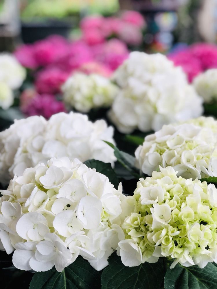 JRN NURSERY 194 Photos & 32 Reviews Nurseries & Gardening 4809