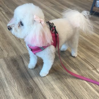Bark and Bubbles Blowdry Bar - Pet Groomers Near Me - Scottsdale, Arizona