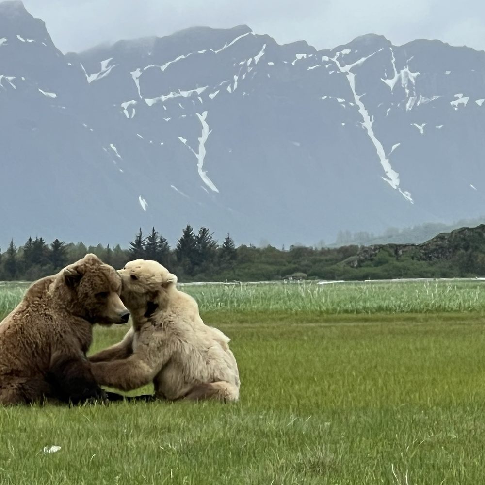 Alaska Bear Adventures - Hiking Near Me - Homer, Alaska Alaska Bear Adventures - Hiking Near Me - Homer, Alaska