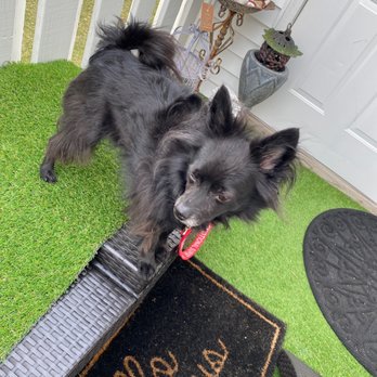 A Classical Touch - My little ball of joy after Classical touch. - Pet Groomers Near Me - Fort Wayne, Indiana A Classical Touch - My little ball of joy after Classical touch. - Pet Groomers Near Me - Fort Wayne, Indiana