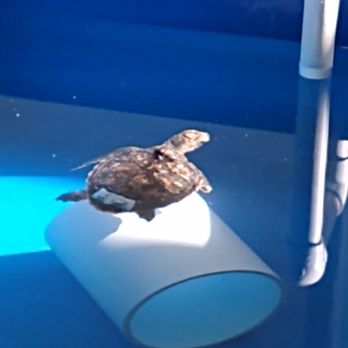 Loggerhead Marinelife Center - Community Service/Non-Profit Near Me - Juno Beach, Florida