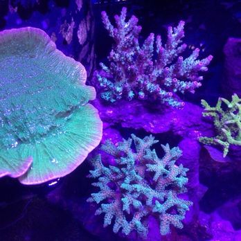 Poseidon Aquarium - Great selection of SPS Coral - Aquarium Services Near Me - South Daytona, Florida Poseidon Aquarium - Great selection of SPS Coral - Aquarium Services Near Me - South Daytona, Florida