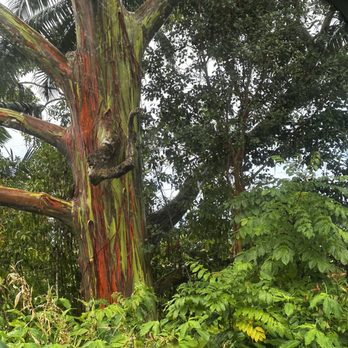 Maui's Private Guide - Some of our stops on the Road to Hana (Rainbow trees) - Beer Tours Near Me