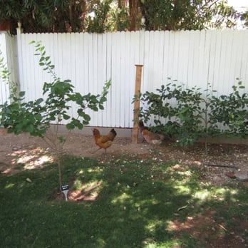 Boho Farm and Home - free-range chickens - Guest Houses Near Me - Phoenix, Arizona