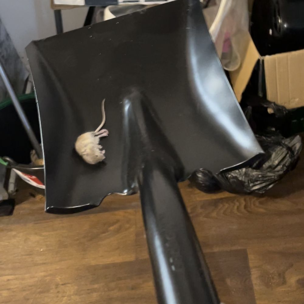 Warren Manor - Another mouse - Apartments Near Me - Warren, Michigan Warren Manor - Another mouse - Apartments Near Me - Warren, Michigan
