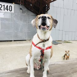 Yolo Dog Go! Pet Care