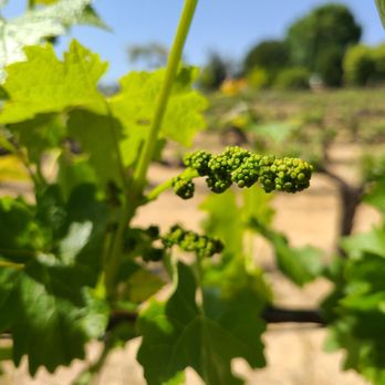 Wilson Creek Winery - Wineries Near Me - Temecula, California Wilson Creek Winery - Wineries Near Me - Temecula, California