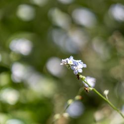El Corte de Madera Creek Preserve - El Corte de Madera Creek Preserve