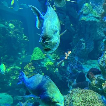 New England Aquarium - Aquariums Near Me - Boston, Massachusetts New England Aquarium - Aquariums Near Me - Boston, Massachusetts