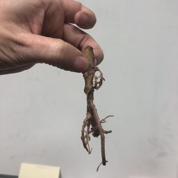 Patty's - Arterial mass? - New American Near Me - Wildersville, Tennessee