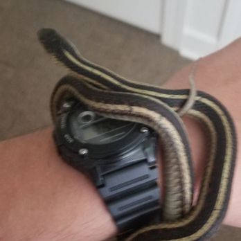 Underground Reptiles - Garter snake braclet - Reptile Shops Near Me - Deerfield Beach, Florida Underground Reptiles - Garter snake braclet - Reptile Shops Near Me - Deerfield Beach, Florida