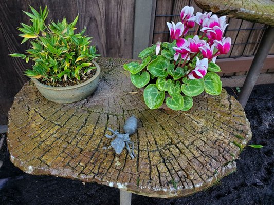 Bonsai Garden by null