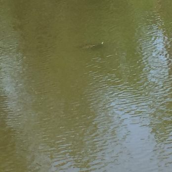 WC  Johnson Park - Turtle - Parks Near Me - Collierville, Tennessee