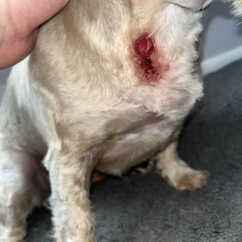 Angel's Touch Grooming - Cut - Pet Groomers Near Me