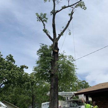 Deep Root Tree Service - Tree Services Near Me