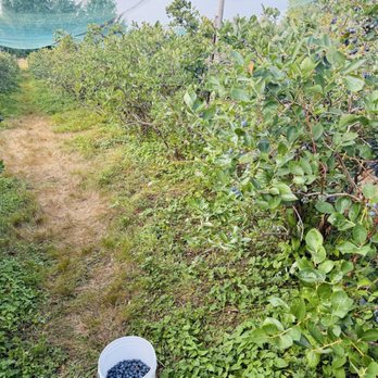 Johnson's Blueberries - Pick Your Own Farms Near Me - Monroe, Washington