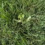 Photo of Greener Grass Organic Lawn & Pest