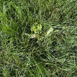 Greener Grass Organic Lawn & Pest