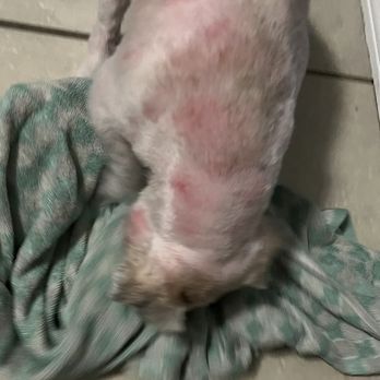 I Pet You - Pet Groomers Near Me - Houston, Texas I Pet You - Pet Groomers Near Me - Houston, Texas