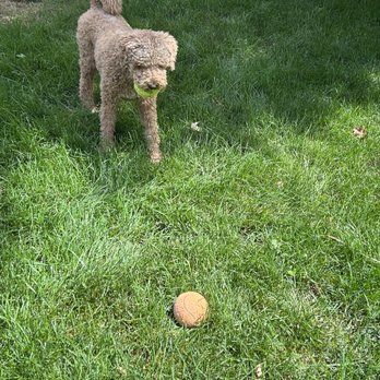My Yard Cleaner - Our doodle loves to chase tennis ball in her "clean " backyard! - Pet Waste Removal Near Me - Aurora, Colorado