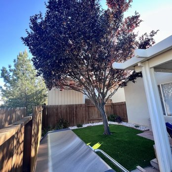 Kiki's Tree Service - a tree in the backyard - Tree Services Near Me