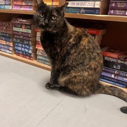 Books and Crannies - Stormy!