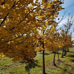 Paul Tree Farms