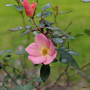 DayintaS - Nothing as sweet smelling as a rose and grows well in our climate - Interior Design Near Me