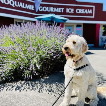 Snoqualmie Ice Cream - Lunch x patio sitting! - Ice Cream & Frozen Yogurt Near Me - Snohomish, Washington Snoqualmie Ice Cream - Lunch x patio sitting! - Ice Cream & Frozen Yogurt Near Me - Snohomish, Washington