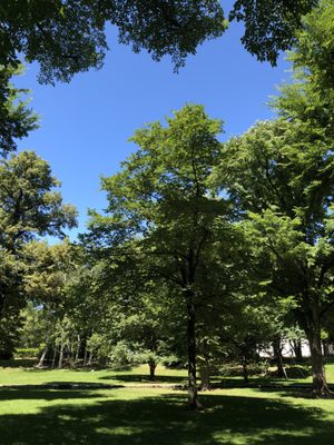 Hokkaido University by null