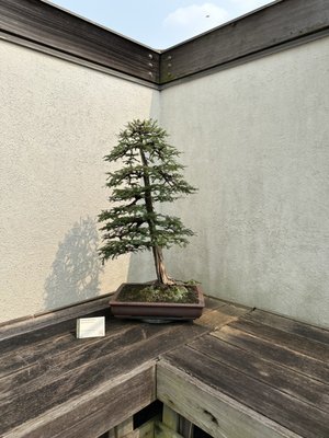National Bonsai & Penjing Museum by null