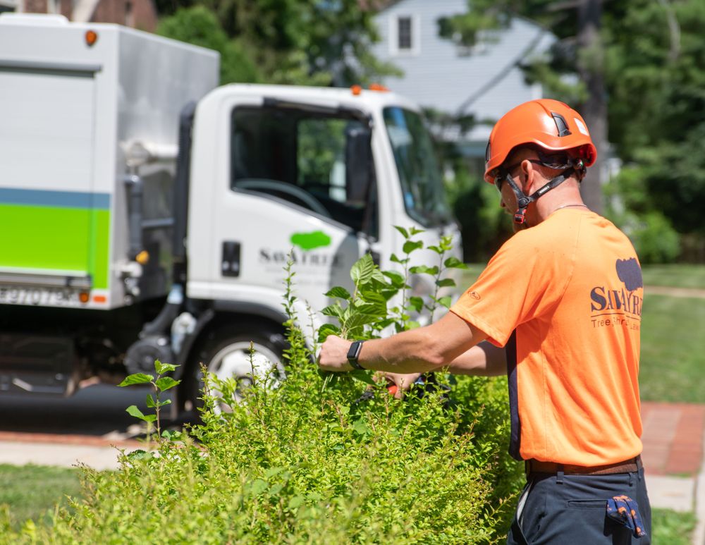 SavATree Austin - tree service in Austin, TX