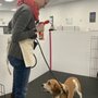 Photo of Success Just Clicks Dog Training