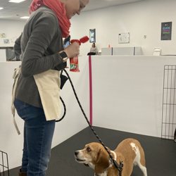Success Just Clicks Dog Training